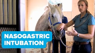 Equine Training Nasogastric Intubation [upl. by Sueddaht]