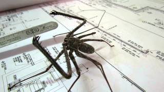 whip spider doing pressupsMOV [upl. by Sieracki134]