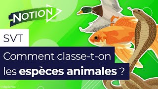 La classification des animaux comment ça marche [upl. by Eelrihs254]