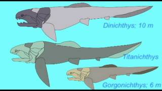 PL1 FOSSIL FISH PLACODERM SKELETON [upl. by Llenehc712]