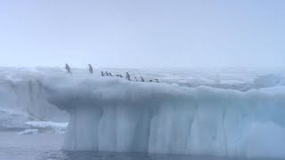 Impact of massive iceberg that broke off Antarctica [upl. by Eirak]