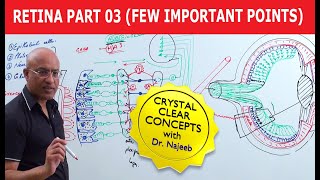 Retina  Few Important Points  Part 3 [upl. by Gwendolen]