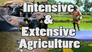 Difference Between Intensive amp Extensive Agriculture Shorts [upl. by Kano]