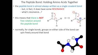 Lecture 2C  Amino Acids Peptide Bonds [upl. by Germin749]