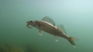 Shoreline Fishing for Walleye in Washington [upl. by Lluj]