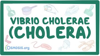 Vibrio cholerae Cholera  an Osmosis Preview [upl. by Soiritos]