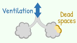 Ventilation amp Dead Spaces in Respiratory Tract [upl. by Idolla848]