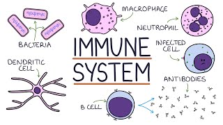 Understanding the Immune System in One Video [upl. by Chapa302]