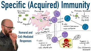 Specific Adaptive Immunity  Humoral and CellMediated Responses [upl. by Nnail]