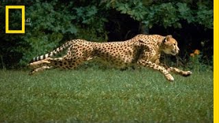 The Worlds Fastest Runner  National Geographic [upl. by Kippy]