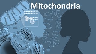 What is Mitochondrial DNA Three Fun Facts About mtDNA [upl. by Doig]