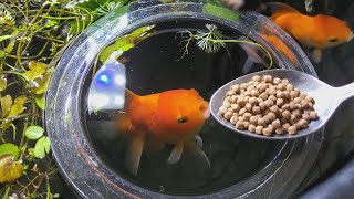 feeding my goldfish  INDOOR MINI POND [upl. by Brebner]