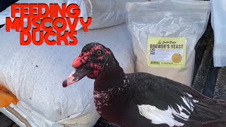 What I Feed My Muscovy Ducks [upl. by Bromleigh]