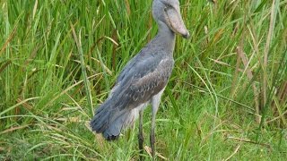 Murchison Falls National Park  Uganda [upl. by Enelloc]