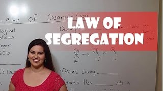 Mendels Law of Segregation [upl. by Ellerahc227]