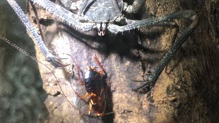 Tailess Whip Scorpion  Feeding [upl. by Ardme]