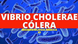 VIBRIO CHOLERAE CÓLERA  MICROBIOLOGIA MÉDICA 21 [upl. by Darin]