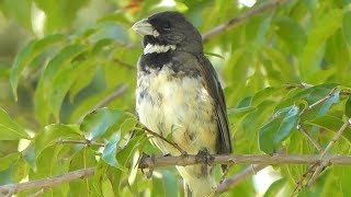 Canto do coleirinho na Natureza [upl. by Garrard]