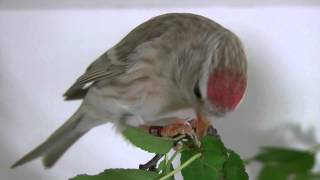 Redpoll Carduelis flammea [upl. by Elder187]