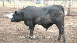 Bovine respiratory disease [upl. by Siesser]