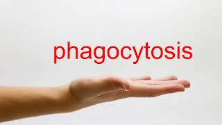 How to Pronounce phagocytosis  American English [upl. by Renee]