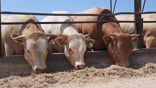 Intensive System Beef Cattle Farming in Israel [upl. by Wynn]