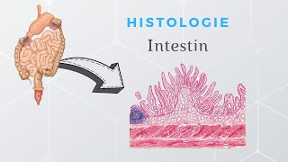 Histologie de lintestin [upl. by Leisha]