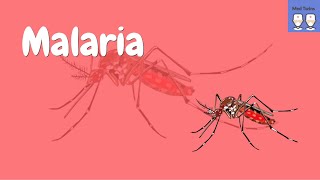 Pathophysiology of Malaria Life cycle of the plasmodium parasite Common symptoms [upl. by Eirolav]