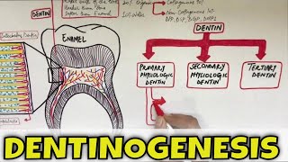 Dentinogenesis  Dentin Composition Structure Types and Formation [upl. by Nanek]