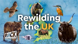 How to Bring Wilderness Back to Britain  Rewilding UK  Back from the Brink [upl. by Bradman546]