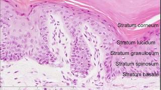 Histology of the Skin [upl. by Claudelle]