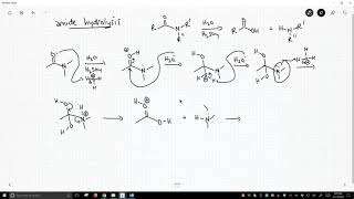 mechanism of amide hydrolysis [upl. by Notnats]