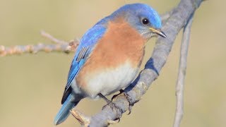 Eastern bluebird call  song  sounds [upl. by Blaise719]