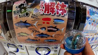 Tuna Cutting Gashapon Japan Souvenir [upl. by Pillihp]