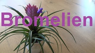 Bromelien Tillandsien pflege gießen Standort düngen vermehren Bromelia Tillandsia [upl. by Eenej256]