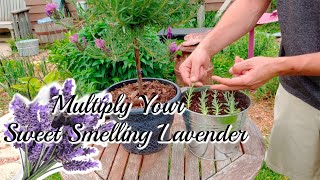 How to grow LAVENDER Cuttings [upl. by Haskel444]