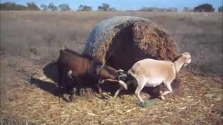 Goat Breeding Time 2015 [upl. by Dawson847]