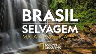 BRASIL SELVAGEM  Mata Atlântica  360 [upl. by Hamann]