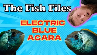 FishFile Electric Blue Acara [upl. by Starks335]