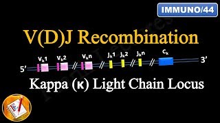 VDJ Recombination PART 1  Ig Light chain locus FLImmuno44 [upl. by Ennoved]