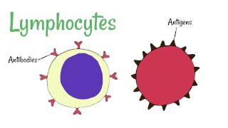 Cell Defence Lymphocytes and Phagocytes [upl. by Kahler]