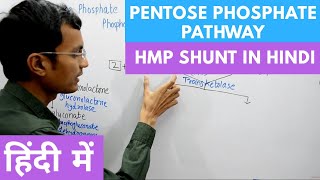 Pentose Phosphate Pathway  Hexose Monophosphate Shunt in Hindi [upl. by Viole]