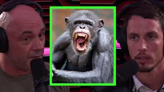 Joe Rogan Talks About Chimp Attacks [upl. by Onailil]