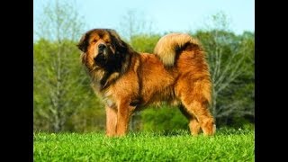 Giant Tibetan Mastiff  Goliath Dog [upl. by Brittne]