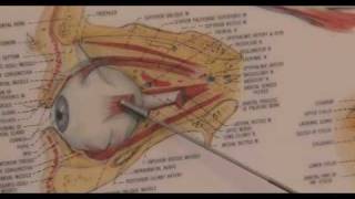 GCSE Biology Revision quotHow the Eye Focusesquot Triple [upl. by Arodasi199]