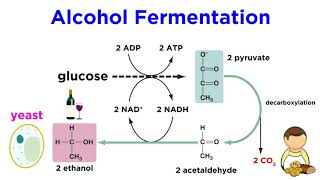 Anaerobic Respiration and Fermentation [upl. by Libre774]