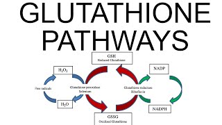 Glutathione Pathways [upl. by Reema705]