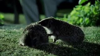 Hedgehog Mating Rituals  Life of Mammals  BBC Earth [upl. by Macleod19]