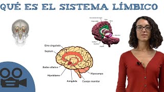 Qué es el sistema límbico [upl. by Gordon]