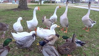 Feeding the Ducks amp Geese at the Park [upl. by Edwine8]